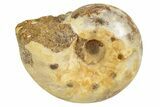 Jurassic Ammonite Fossil - Sakaraha, Madagascar #251300-1